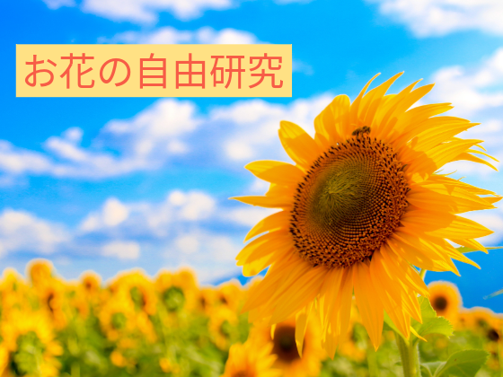 お花の自由研究をしてみよう！お花の自由研究紹介|Lulunos（ルルノス）